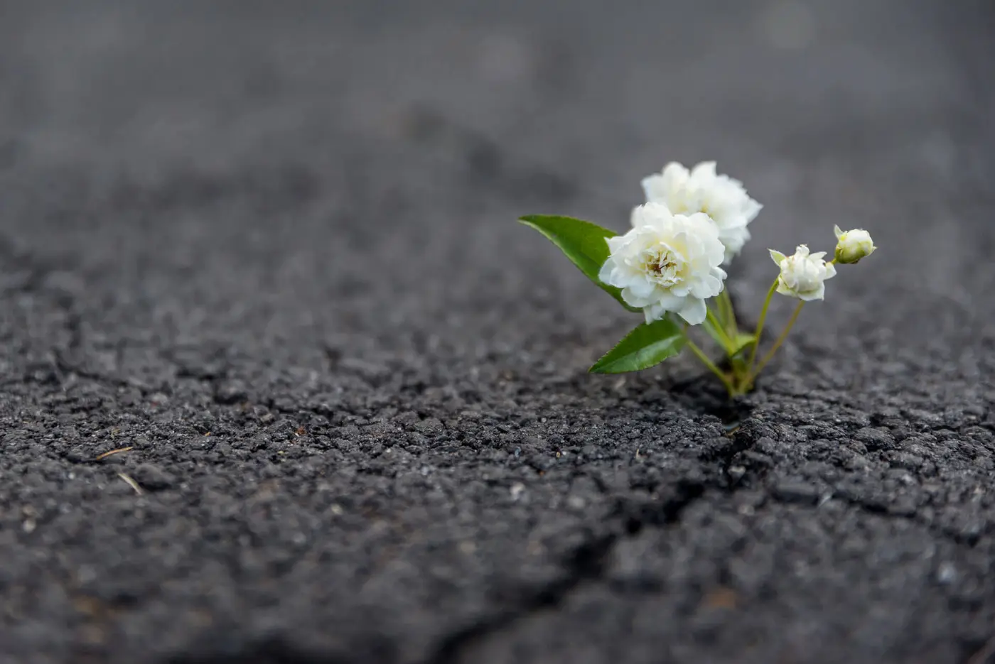 Is a Resilience mindset critical for growth?